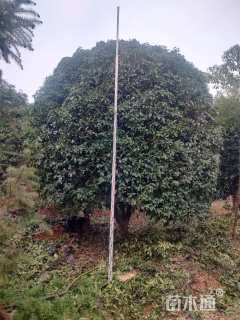 高度500厘米丛生桂花