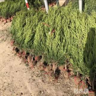 高度60厘米蜀桧