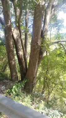 100公分(4杆)丛生朴树