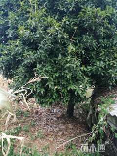 50公分桂花
