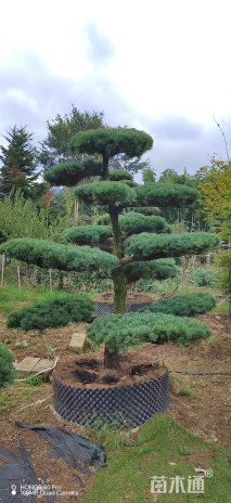 15公分造型五针松