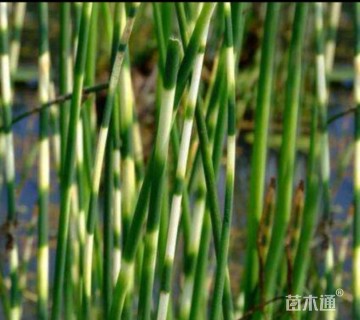 高度20厘米花叶水葱