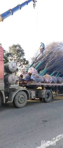 高度1000厘米雪松