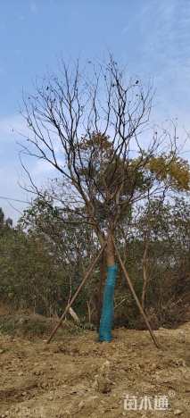 高度900厘米丛生乌桕