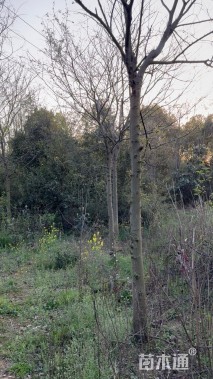 22公分朴树