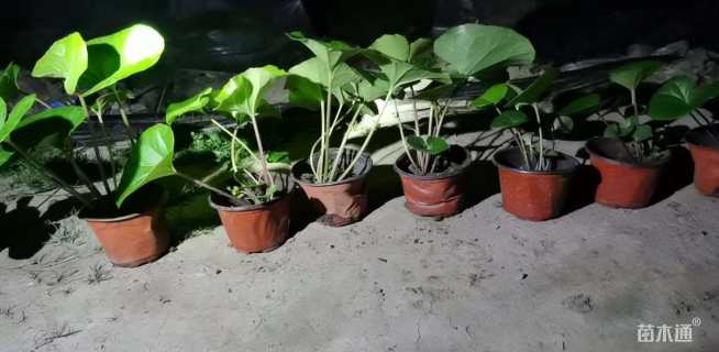 高度30厘米大吴风草