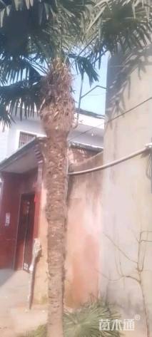 裸干高1200厘米棕榈