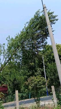 18公分美国红枫