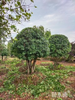 30公分(5杆)丛生杨梅