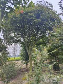 23公分中国红枫