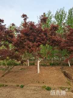 10公分日本红枫