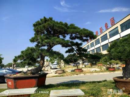 30公分造型黑松