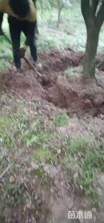 15公分中国红枫