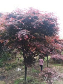 14公分中国红枫