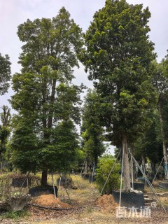 25公分金丝楠木