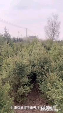 14公分青白扦云杉