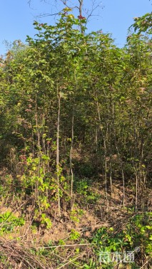 高度300厘米枫香小苗