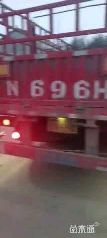 高度60厘米大叶黄杨