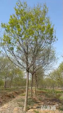 12公分朴树