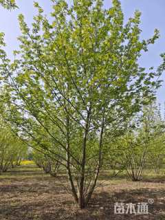60公分枫杨