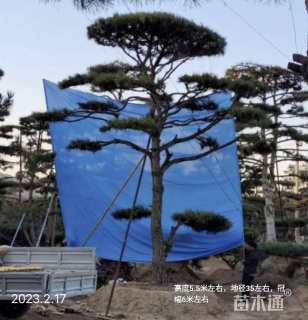 28公分造型黑松