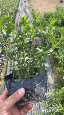 高度20厘米满天星