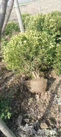 冠幅180厘米小叶黄杨球