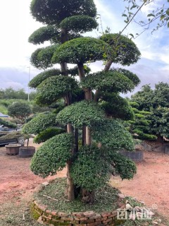 高度400厘米小叶女贞