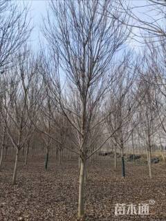 10公分美国红枫