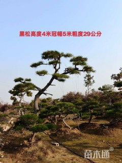 35公分造型黑松