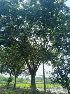 45公分(4杆)丛生榔榆