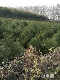 高度1200厘米白皮松