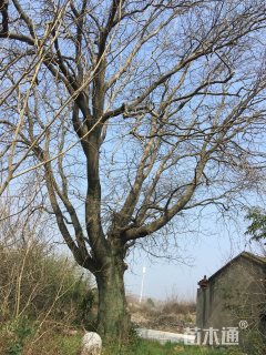 90公分红皮皂角