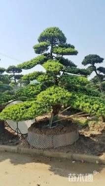 移栽苗造型罗汉松