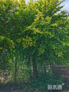 50公分金叶榆