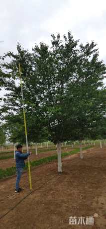 23公分高杆染井吉野樱