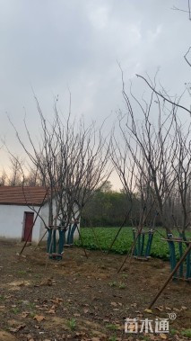 10公分(5杆)丛生朴树