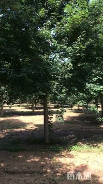 12公分美国红枫-红点