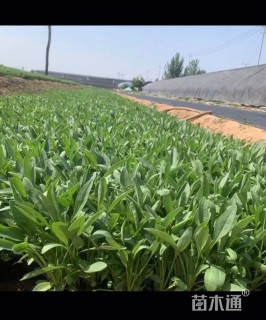 高度10厘米大花金鸡菊