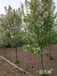 15公分垂丝海棠