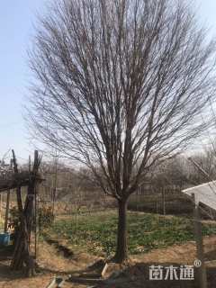 15公分流苏树