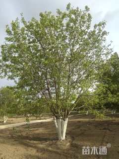 高度900厘米丛生五角枫