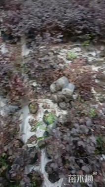 高度30厘米红花继木