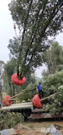 30公分丛生香樟