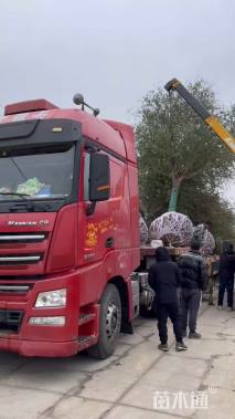 12公分弗吉尼亚栎