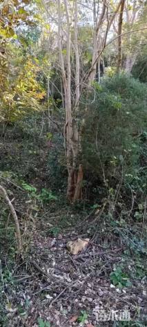 高度700厘米丛生三角枫