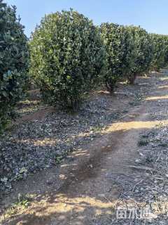 冠幅100厘米冬青球