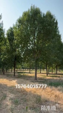 28公分速生白蜡