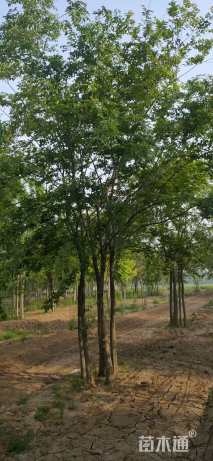 60公分丛生朴树