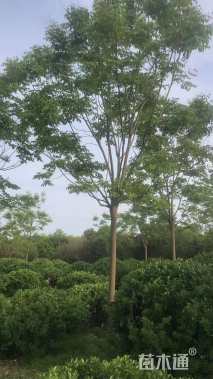 18公分黄山栾树